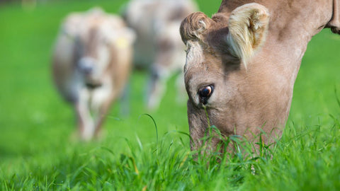 Perché (non) scegliere la carne Grass Fed?
